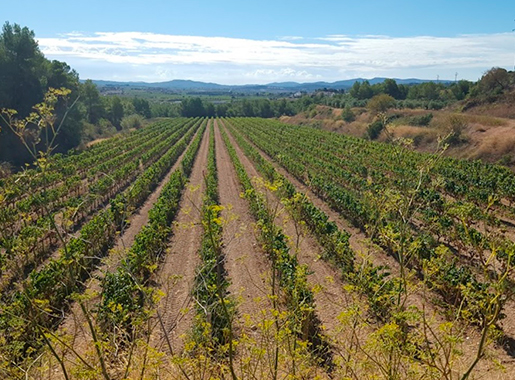 BodegaMiquelJané Barcelona Viñero