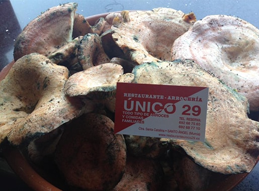 unico29 plato2005